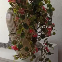 گل وگلدان خارجی
