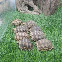 حیوون بانمک