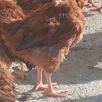 جوجه گلپایگانه ۳ ماهه،فقط ۵۰ عدد مونده