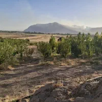 باغ ۳ساله انواع مختلف میوه داره همگی ثمر داده