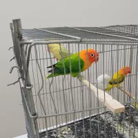 طوطی کتوله|پرنده|رفسنجان, |دیوار