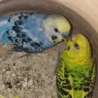 مرغ  عشق توجه