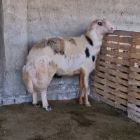 قوچ پلنگی بروجردی اصل خال سیاه