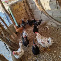 تخم نطفه دار گلین