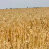 فروش کاه گندم