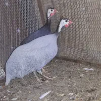 مرغ شاخدار گلین تخم بوقلمون