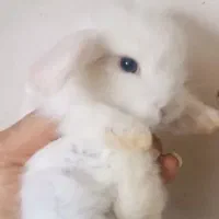 خرگوش