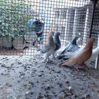 کفتر یا کبوتر ترک اصیل سینه دمبی ماده|پرنده|شیراز, حومه شیراز|دیوار