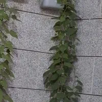 گل کاغذی