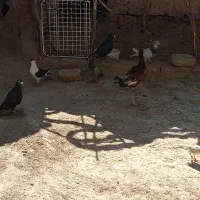 کبوتر چاشنی|پرنده|هامون, |دیوار