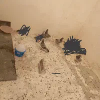 کبوتر مسافتی غیرتدی