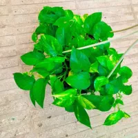 گیاهان آپارتمانی|گل و گیاه طبیعی|تهران, ستارخان|دیوار