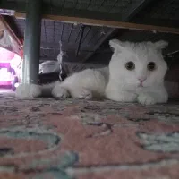 واگذاری گربه اسکاتیش بریتیش|گربه|قدس, شهرقدس|دیوار