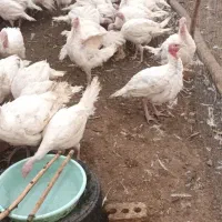 فروش بوقلمون ۵۰روزه