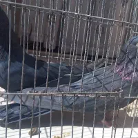 کبوتر نوک ریز چشم نوک سرور|پرنده|بروجن, |دیوار