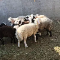 بره نر شال|حیوانات مزرعه|کویرات, |دیوار