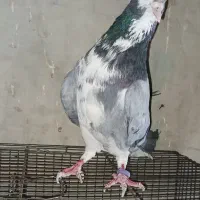 ک  ف  ت  ر|پرنده|اصفهان, نصرآباد|دیوار