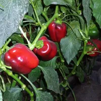گلخانه فلفل دلمه ای
