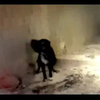 نر نگهبان