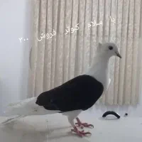 فروش پرده با کبوتر معاوضه دارم