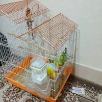 مرغ عشق معاوضه با قناری یا طوطی