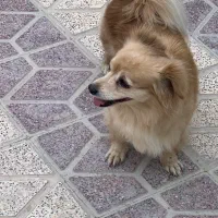 پامر زیبا باهوش
