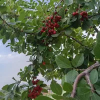 باغ فروشی ،عایشه دول