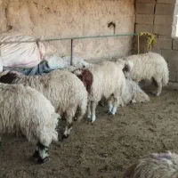 بره