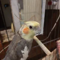 عروس هلندی نر با قفس بزرگ