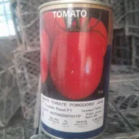 بذر گوجه