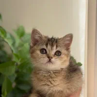 بریتیش بلک گلد دختر