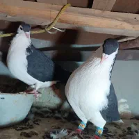 ساده|پرنده|آشخانه, |دیوار