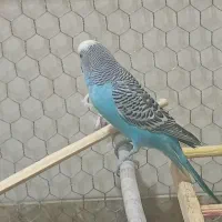 مرغ عشق|پرنده|ارم, |دیوار