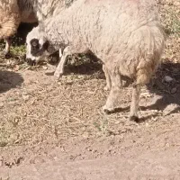 میش  ابستن|حیوانات مزرعه|زرند, |دیوار