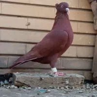 سرخ بینظیر کاکلی نر