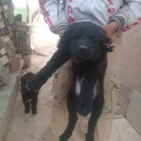 یه جفت شاه توله قدرجونی