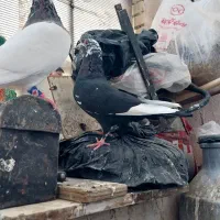ماده سوسکی