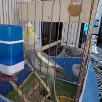 نروماده عروس هلندی|پرنده|ازنا, |دیوار