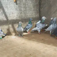 یه تیپ دورگ