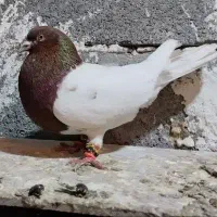 کله دار بازها  کفتر کفتر بازی