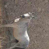اسب سفید ترکی