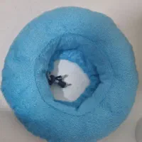 الیزابت
