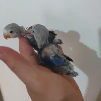 طوطی برزیلی سرلاکی نژاد یووینگ