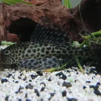 ماهی کت اسپرت  یا لجن خوار