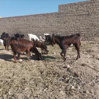 بزوبزغاله فروشی۶۵۰۰