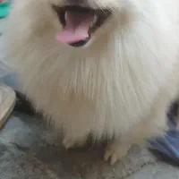 سگ پامر ماده|سگ|بندرعباس, |دیوار