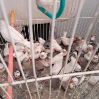 فنچ بشرط جوجه