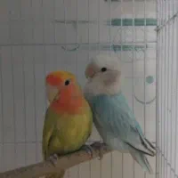 طوطی برزیلی بالغ و جوجه مرغ عشق مولد با تخم و جوجه