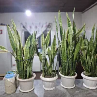 گل سانسوریا یا شمشیری