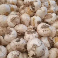 موسیر